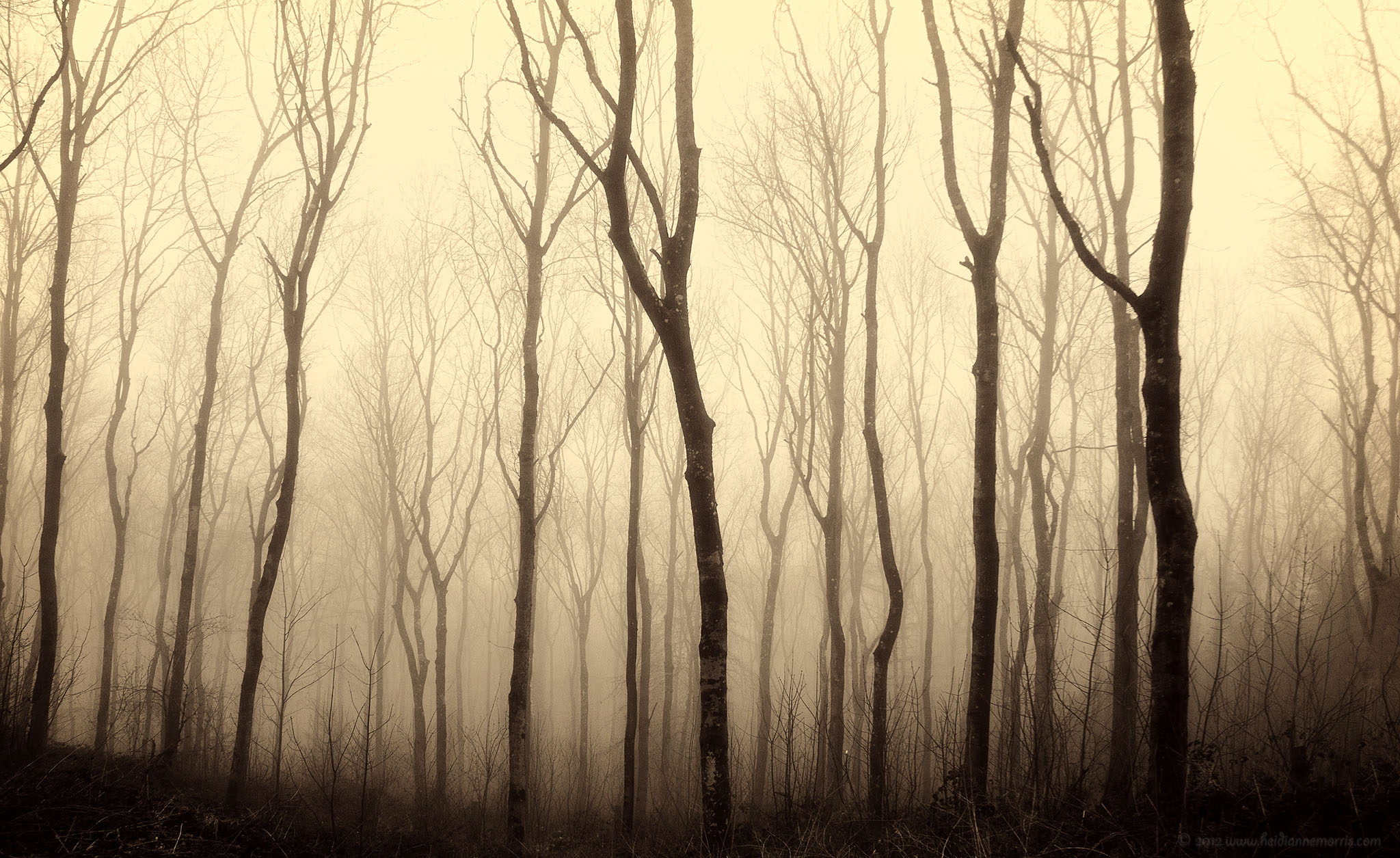 Being with Trees by Heidi Anne Morris