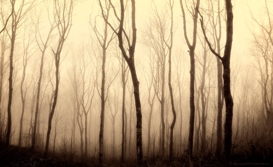 Being with Trees by Heidi Anne Morris