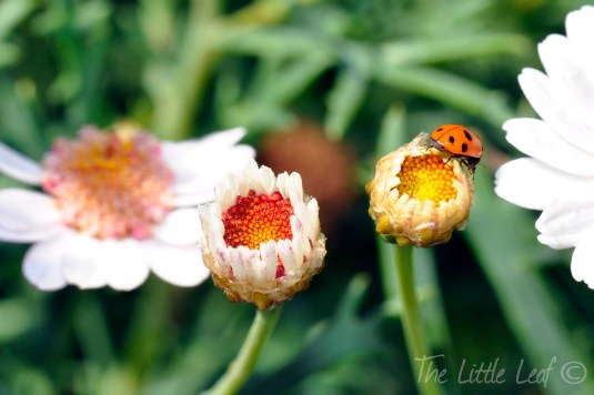 Ladybird and Flower (2) by The Little Leaf