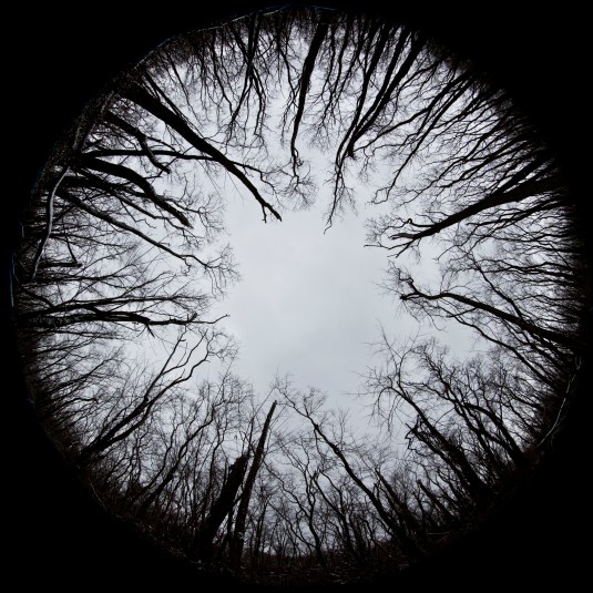 Eye of the Trees by Steve Ullenius, All Rights Reserved