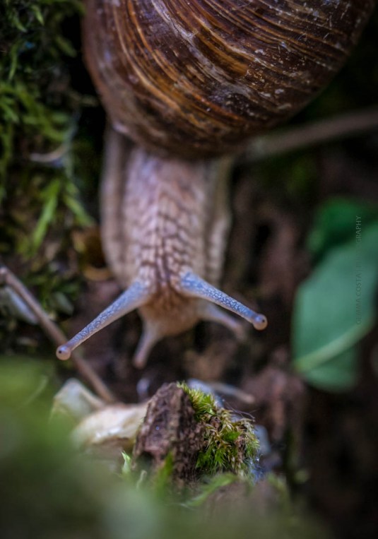Snail #2 by Gemma Costa