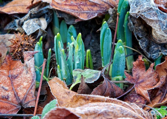 First Sign of Spring by Andi Wolfe