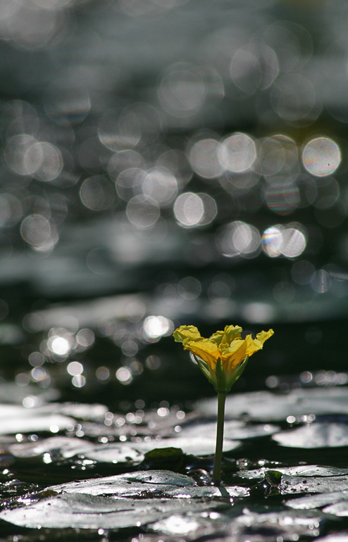Yellow Floating Heart by Stanislav Shinkarenko