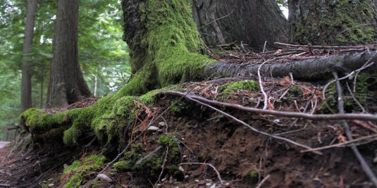 Barely Hanging On by Mike Victorino