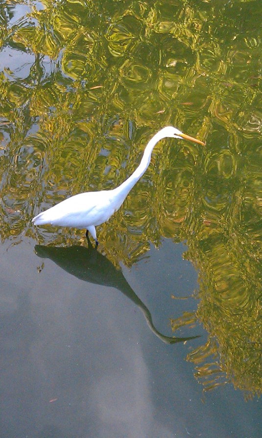 Elegance and Grace by Patty Steiner