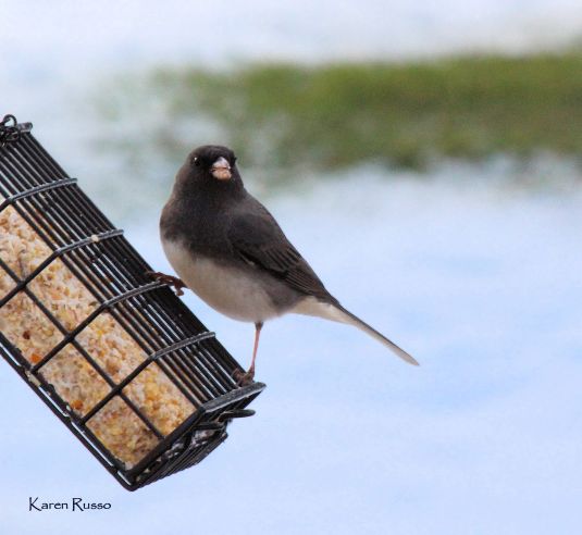 Junco2 by Karen Russo