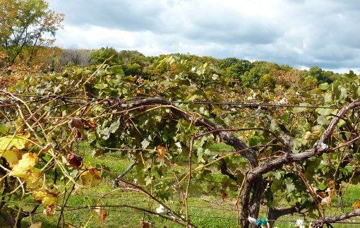 I am the Vine, You are The Branches by Connie