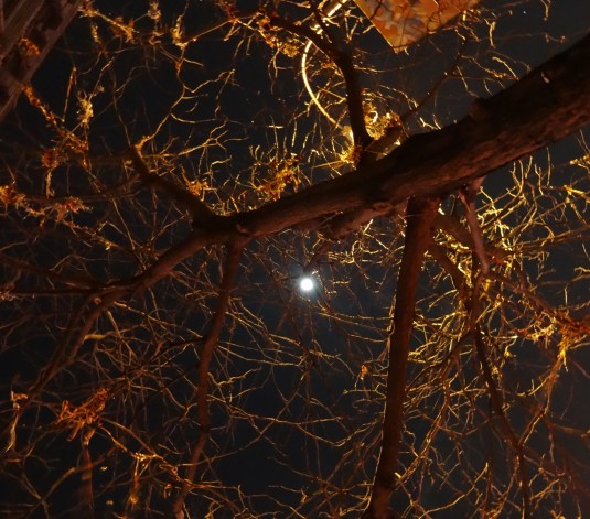 Heading Home by Jeanne Mischo