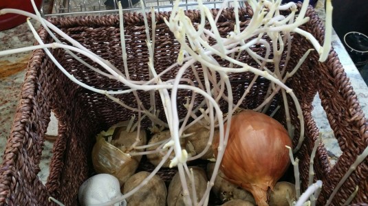 Growing in the Dark by Kitty Buckwalter