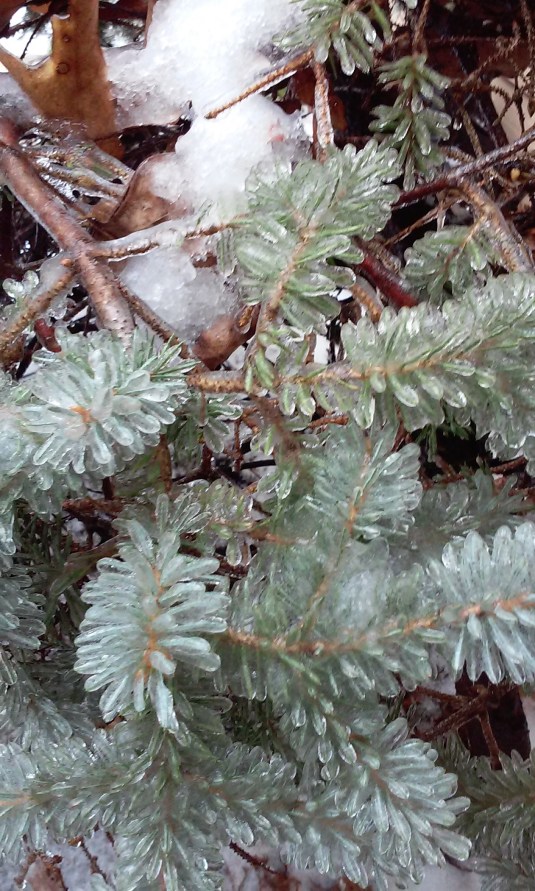 Icy Evergreen by Kira Skala