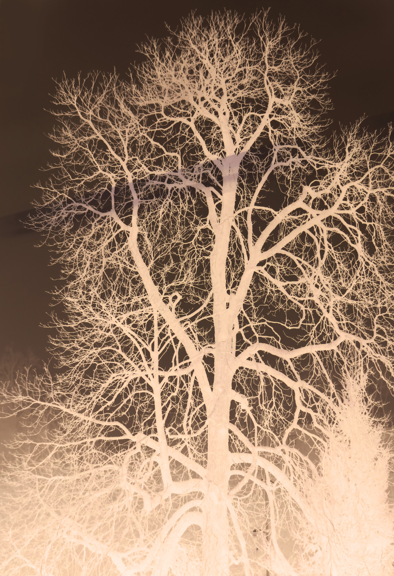 Tree of Life by Jeanne