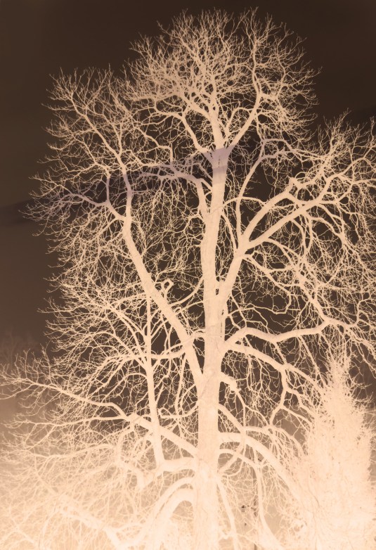 Tree of Life by Jeanne