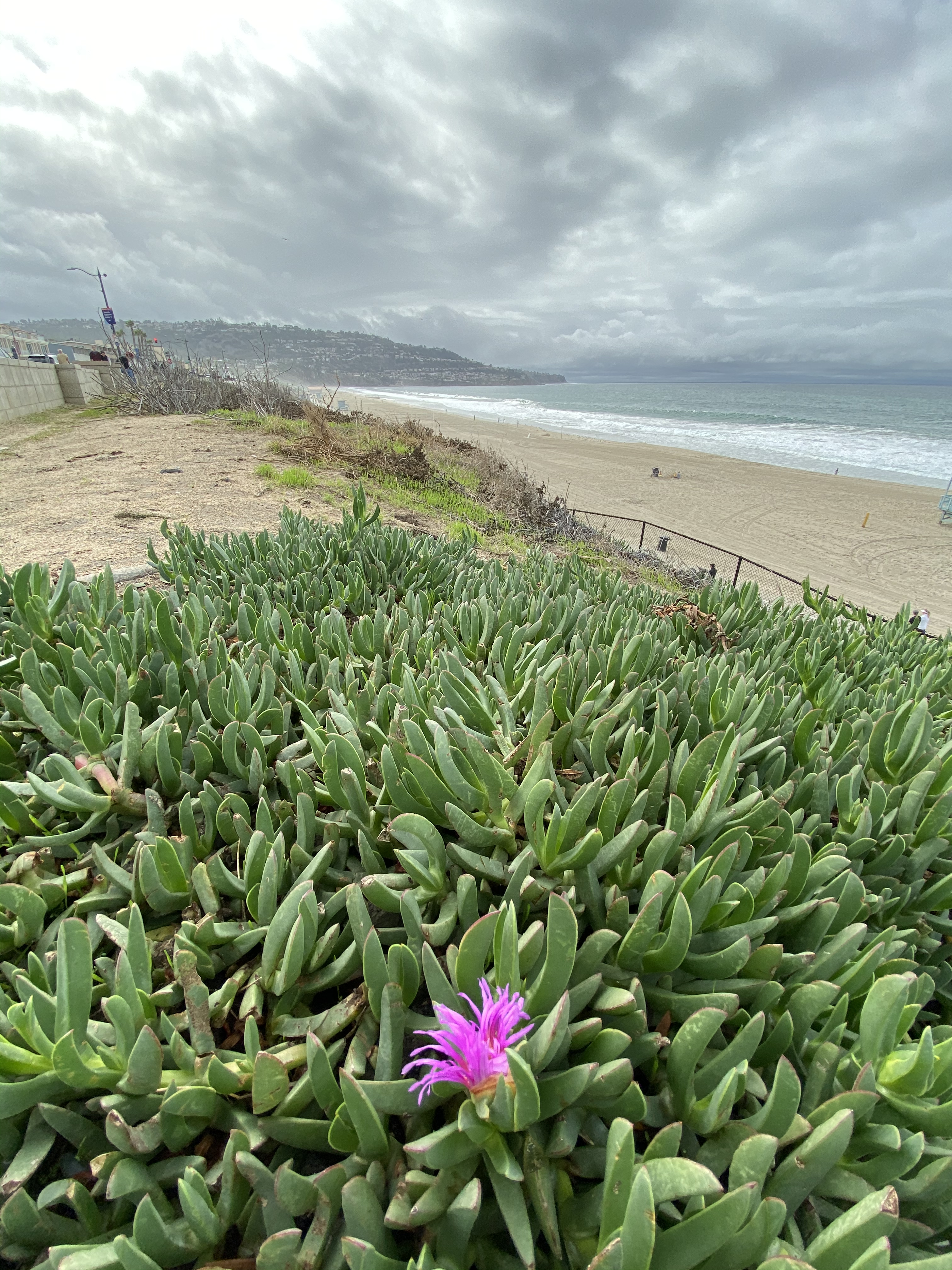 Single Bloom Before the Storm by Mary Cristler Dec 2019