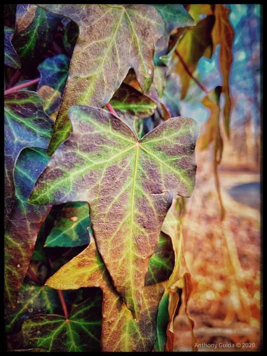 Ivy in the pines by Anthony Guida