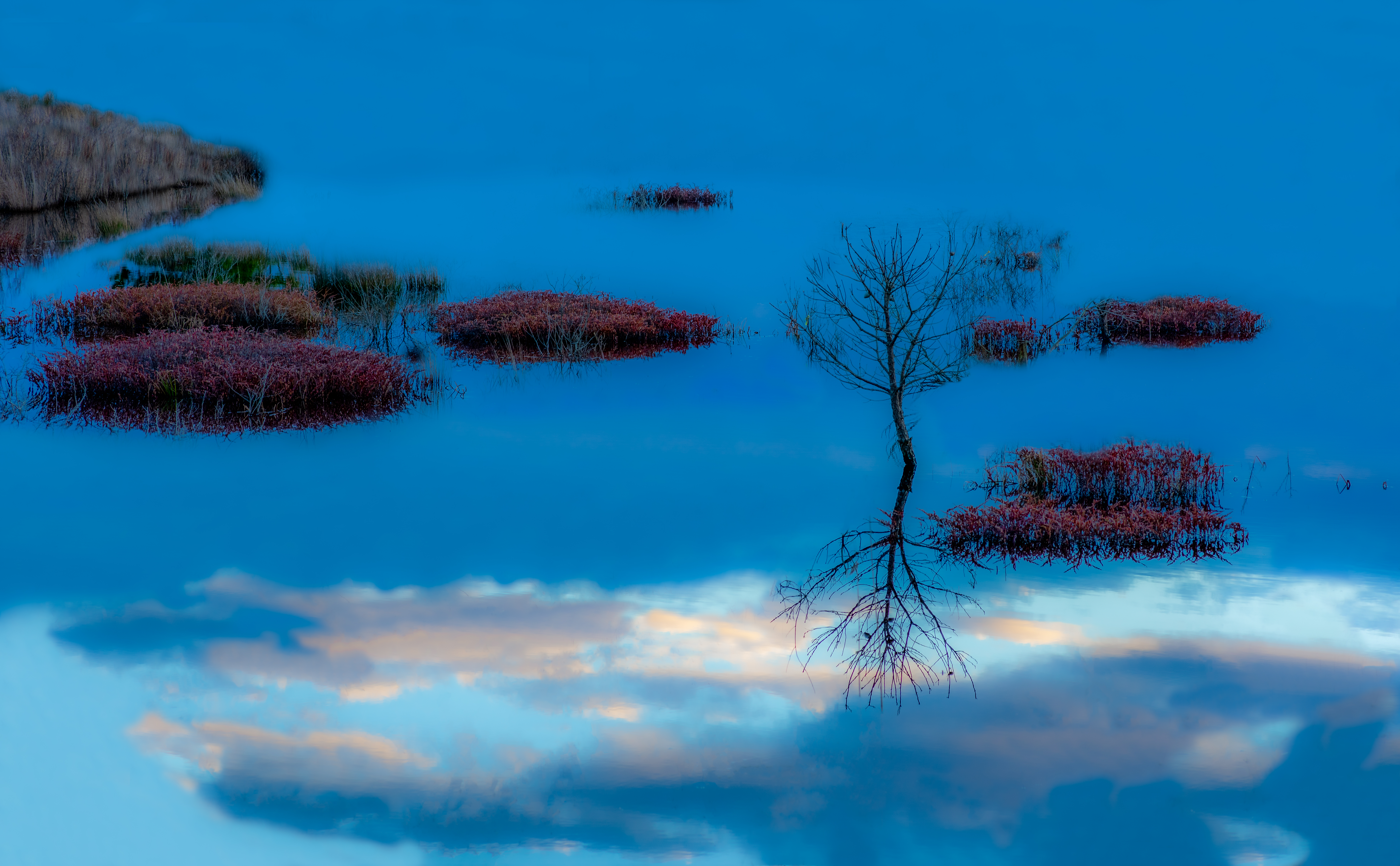 Mystery in the Pines