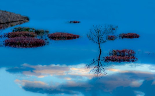 Mystery in the Pines